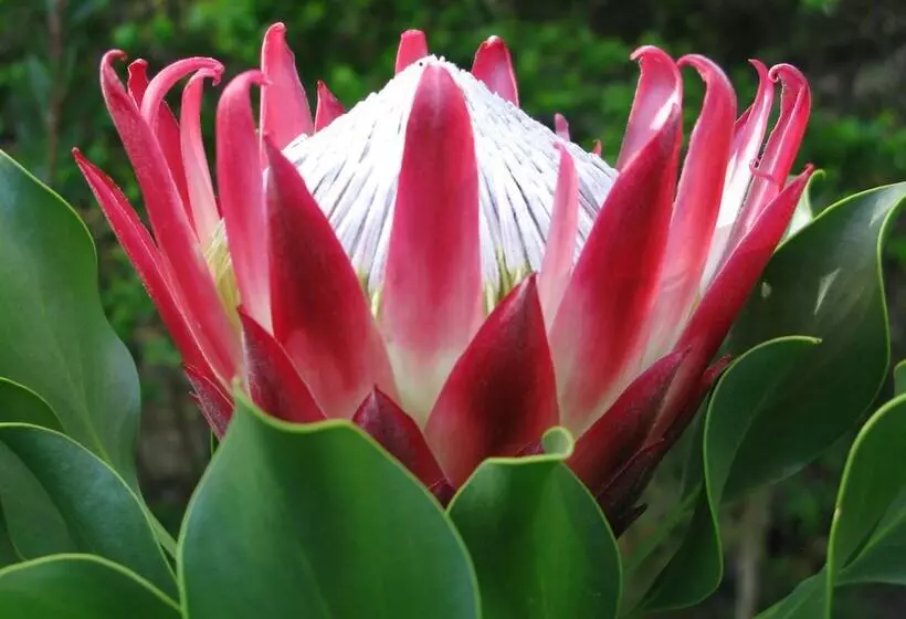 Pumula Lodge 4 Star B&b Knysna