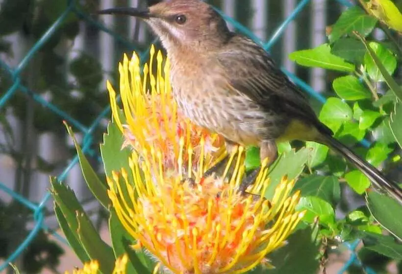 Pumula Lodge 4 Star B&b Knysna