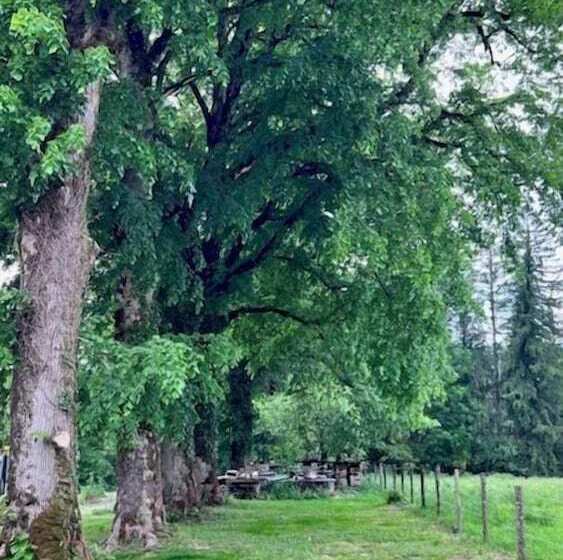 Отель Hôtel En Tilleul