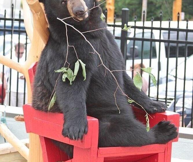 בית מלון כפרי Hampton Inn Lincoln White Mountains