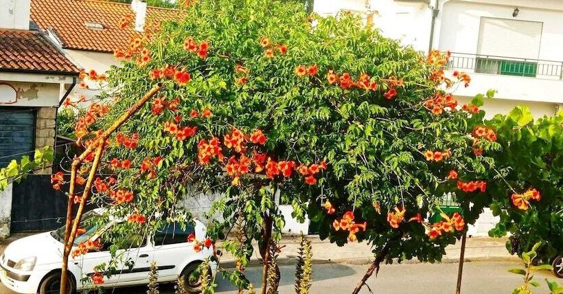 إقامة Stunning House In Mirandela Ideal For 10 People