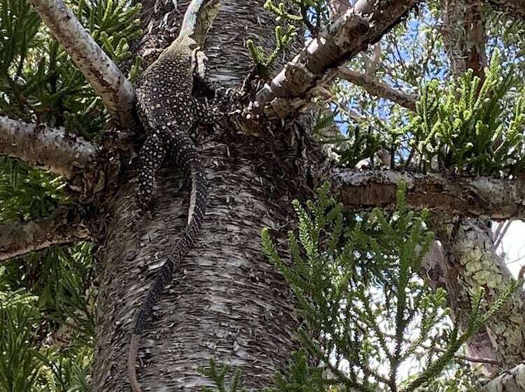 בית מלון כפרי Ferns Hideaway Resort