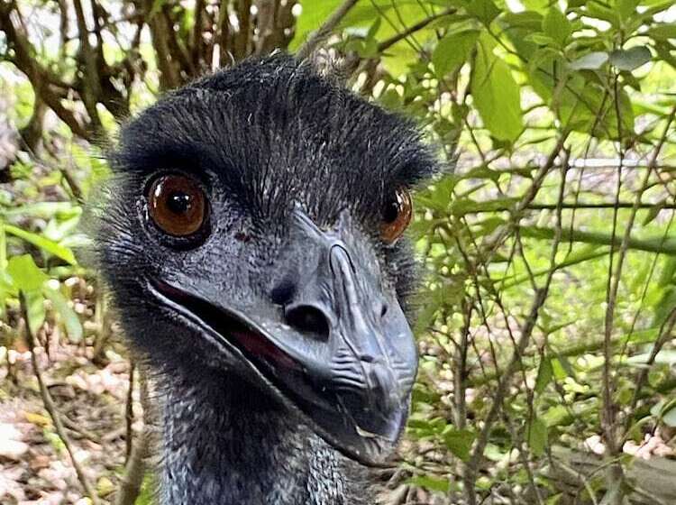 בית מלון כפרי Ferns Hideaway Resort