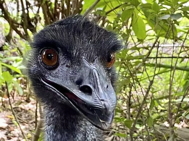 ホテル Ferns Hideaway Resort