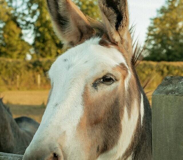 펜션 Glamping At The Retreat Wiltshire Is Rural Bliss
