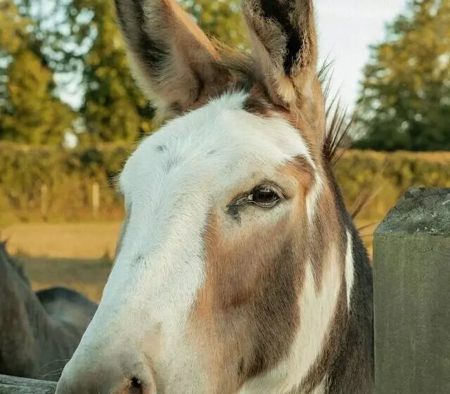 Majatalo Glamping At The Retreat Wiltshire Is Rural Bliss