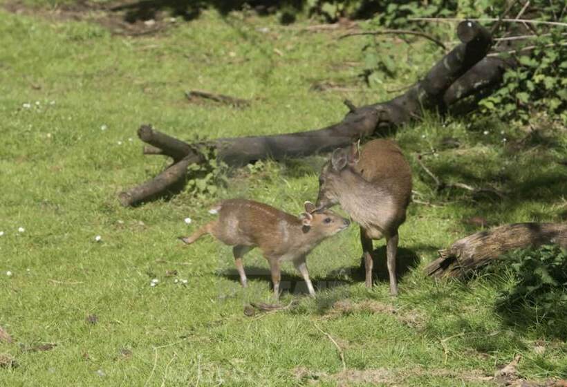 Pensió Unique Off Grid Tree House Stay In Oak Woodland