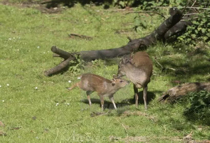 Majatalo Unique Off Grid Tree House Stay In Oak Woodland