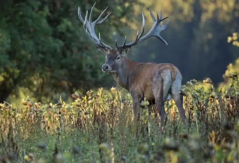 Majatalo Unique Off Grid Tree House Stay In Oak Woodland