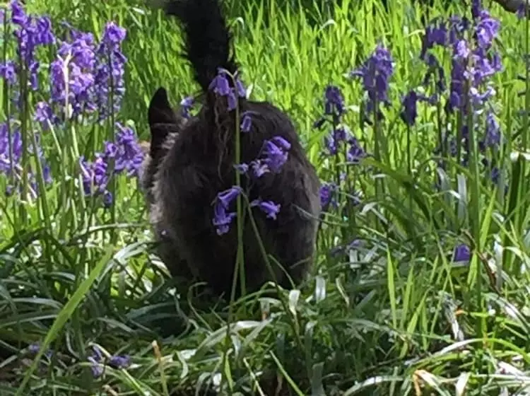 Majatalo Unique Off Grid Tree House Stay In Oak Woodland