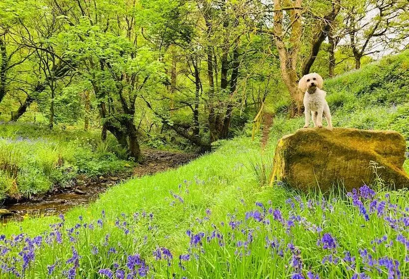Cosy Pod Cabin Near Beautiful Landscape In Omagh