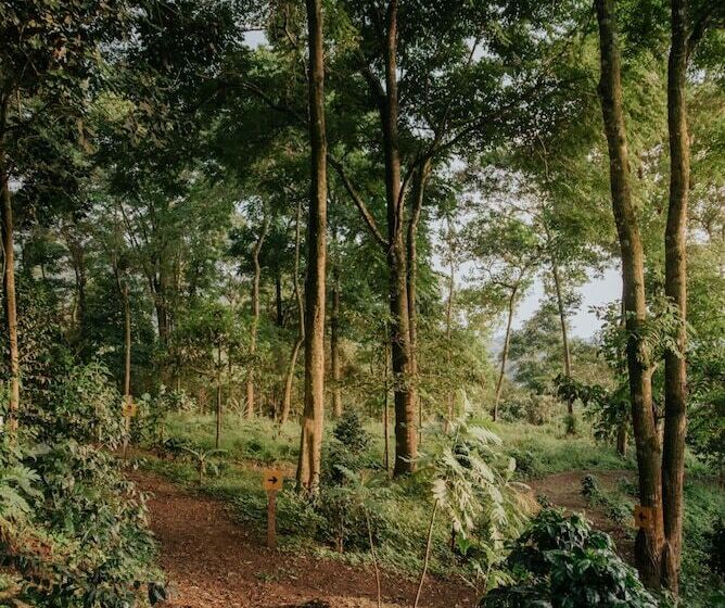 酒店 La Palma Y El Tucan   Coffee & Nature