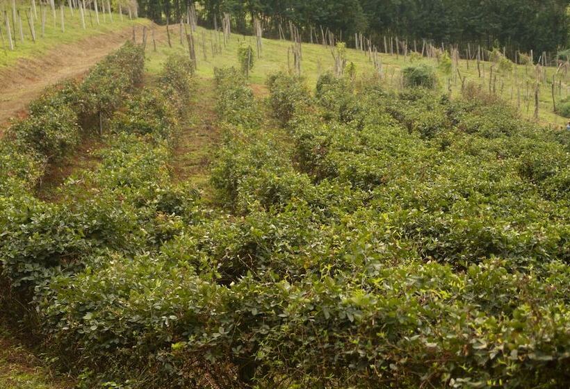 酒店 Pousada Golden Garden