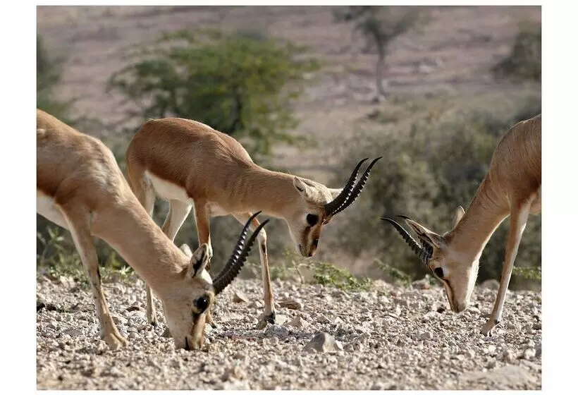 Отель Manvār Shergarh, The Desert Resort