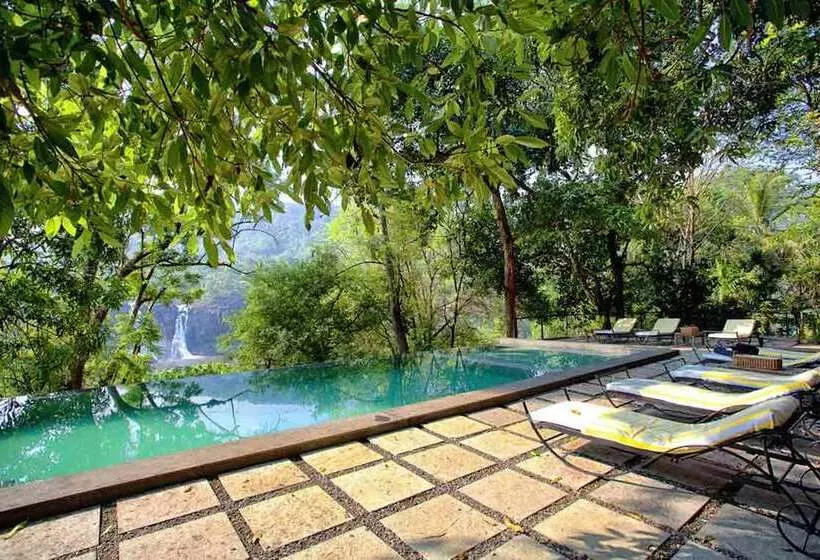 酒店 Rainforest Resort