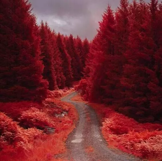Luxury Cabin In The Magical Galloway Forest Park