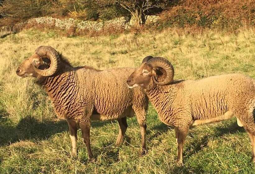 Luxury Cabin In The Magical Galloway Forest Park
