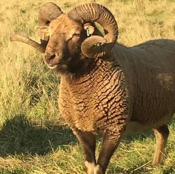 Luxury Cabin In The Magical Galloway Forest Park