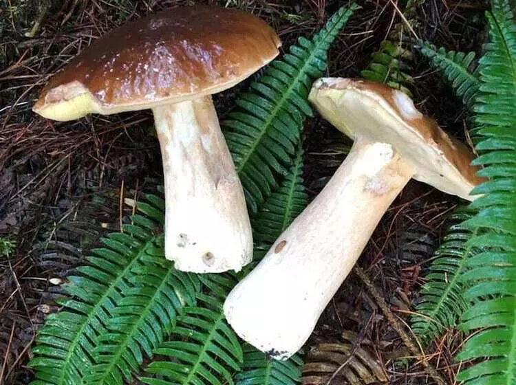 Luxury Cabin In The Magical Galloway Forest Park