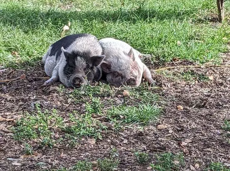 ホテル Rooterville Animal Sanctuary