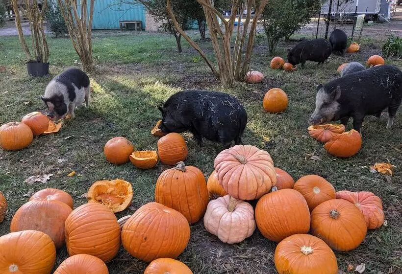 ホテル Rooterville Animal Sanctuary