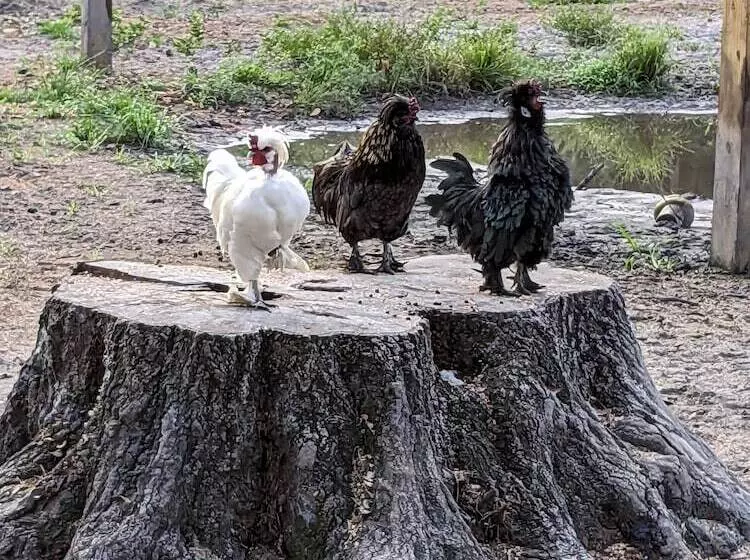 ホテル Rooterville Animal Sanctuary