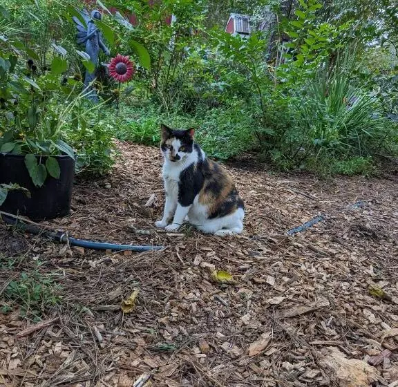 ホテル Rooterville Animal Sanctuary