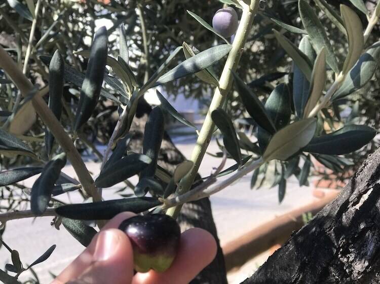 پانسیون Milo Cunda