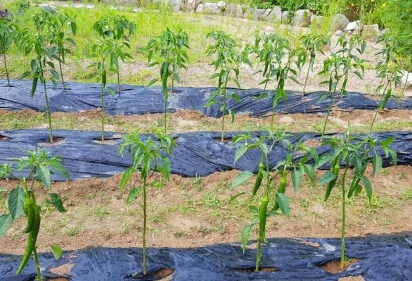 Pyeongchang Sugaseong Pension