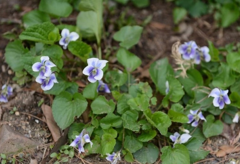 Yangpyeong Gewolga Pension