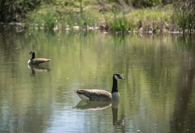 Laurel Lodge Kingfishers