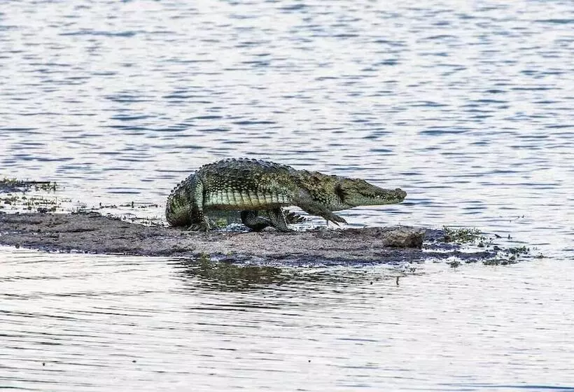ホテル Brij Pola, Jawai   Luxury Jungle Camp With Private Pools