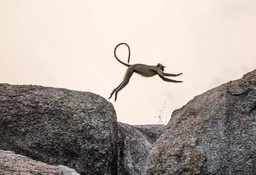 ホテル Brij Pola, Jawai   Luxury Jungle Camp With Private Pools