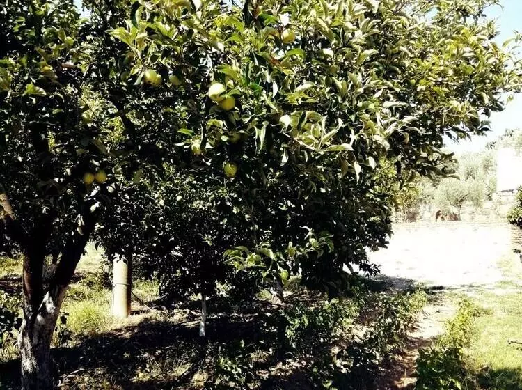 هتل Pir Efes Konakları