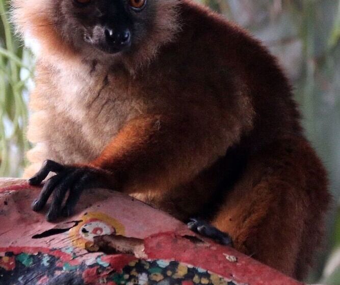 پانسیون 293 On Komba Guest Lodge Adults Only