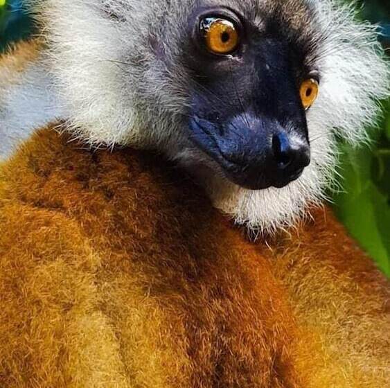 پانسیون 293 On Komba Guest Lodge Adults Only