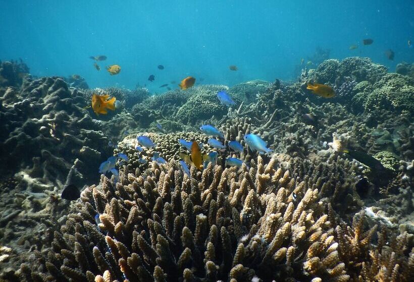 پانسیون 293 On Komba Guest Lodge Adults Only