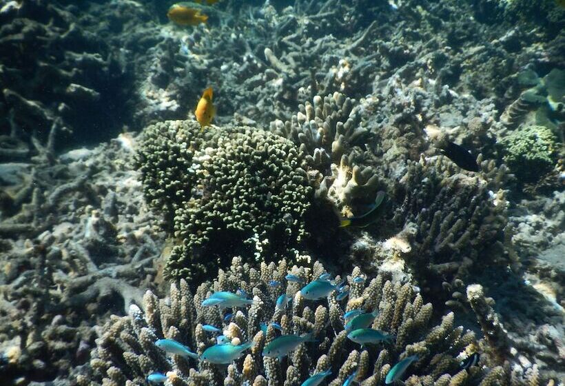 پانسیون 293 On Komba Guest Lodge Adults Only