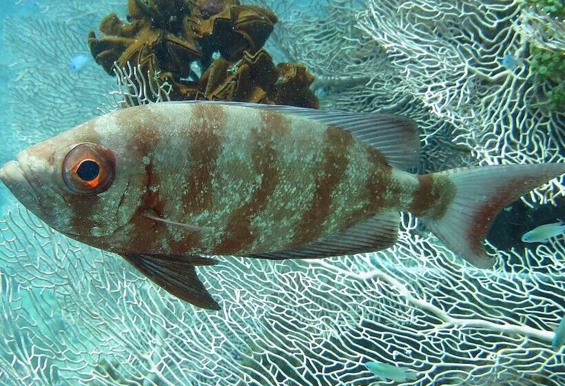 پانسیون 293 On Komba Guest Lodge Adults Only