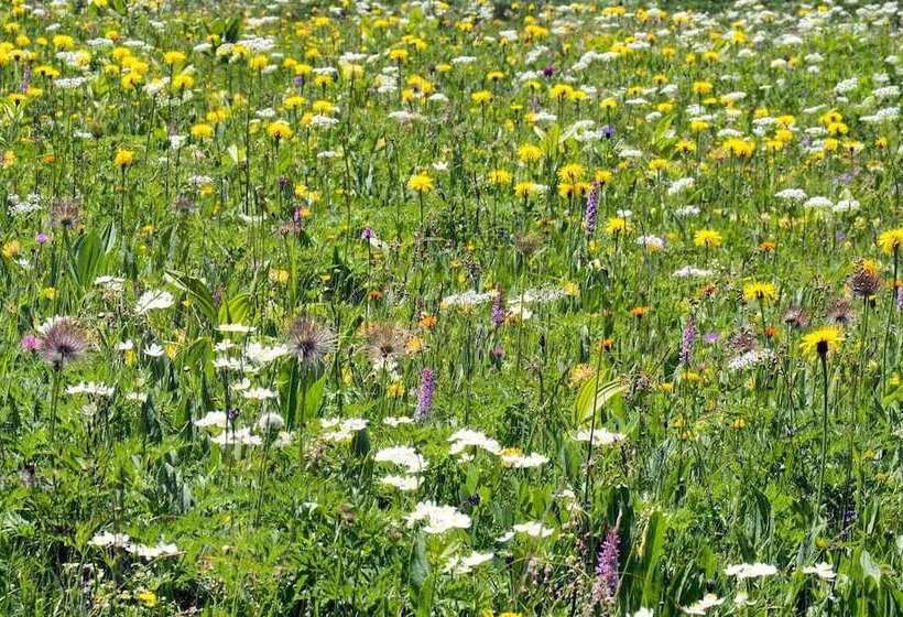 Пансион Gastbetrieb Alpenhof