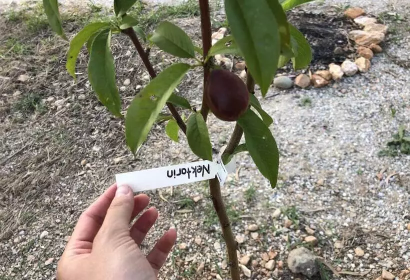 Majatalo Bhavana Gokova