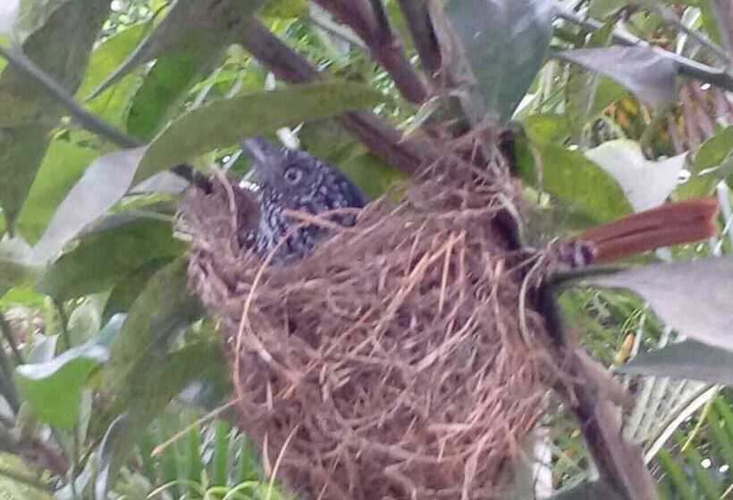 ホテル Nino S Pousada