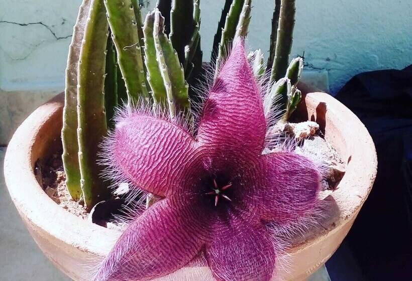 ホテル Nino S Pousada