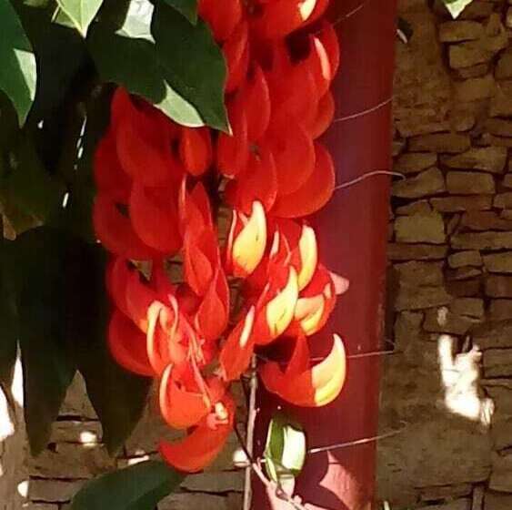 ホテル Nino S Pousada