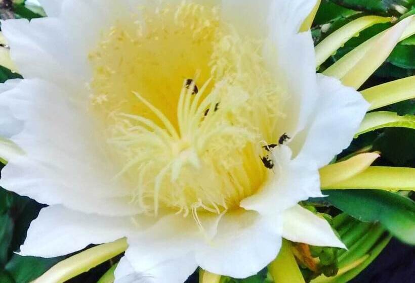 ホテル Nino S Pousada