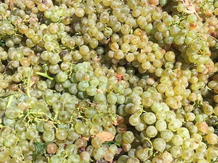 בית מלון כפרי Agriturismo Santa Lucia