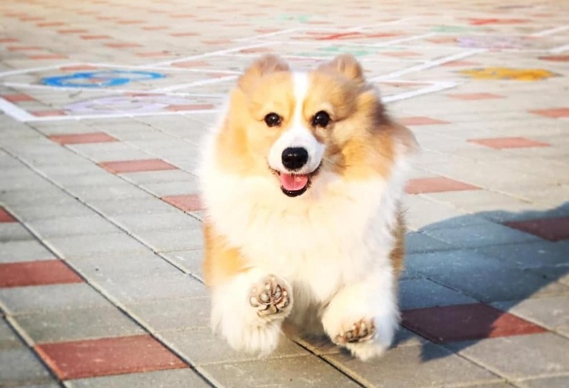 تختخواب و صبحانه Magnni Villa