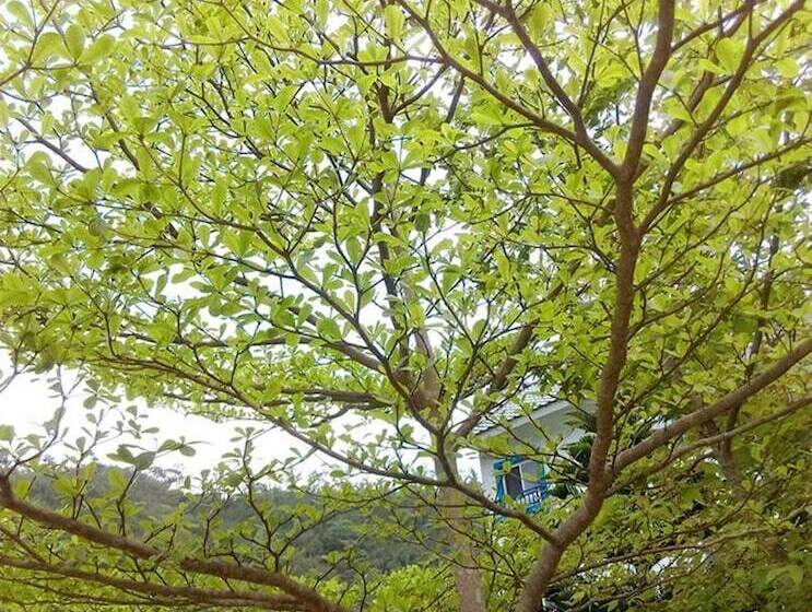 تختخواب و صبحانه Magnni Villa