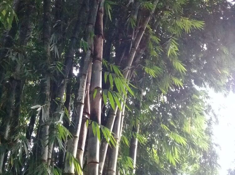 ホテル Hosteria La Roulotte Mindo