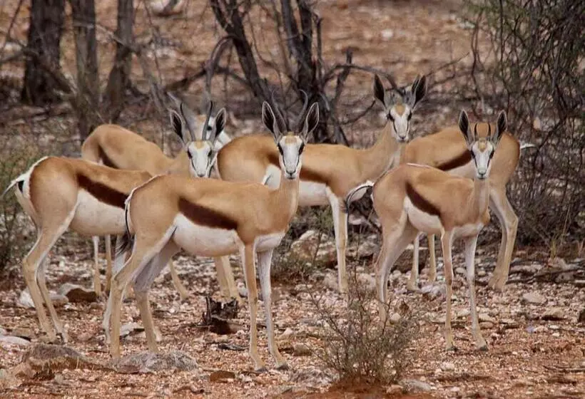 هتل Kifaru Luxury Lodge & Bush Camp